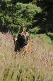 MALINOIS 006